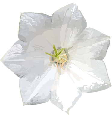 White Flower Illustration